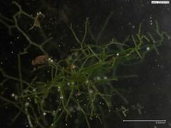 Crepidomanes intricatum