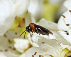 Eutomostethus ephippium