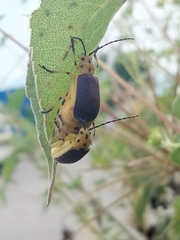 Nestinus auriquadrum