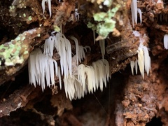 Mucronella bresadolae