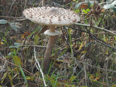 Macrolepiota procera