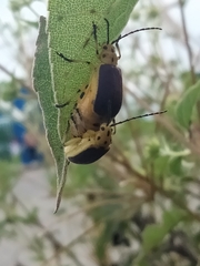 Nestinus auriquadrum