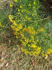 Euthamia caroliniana