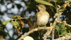 Phylloscopus ibericus