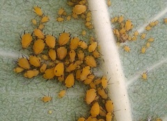 Aphis nerii