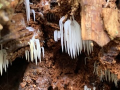 Mucronella bresadolae