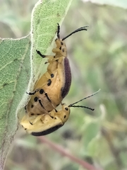 Nestinus auriquadrum