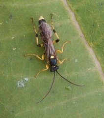 Ichneumon