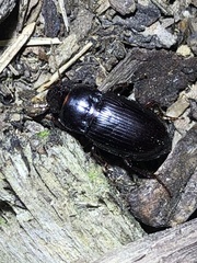 Harpalina