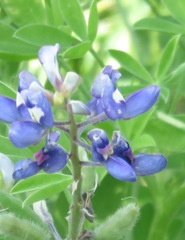 Lupinus texensis