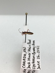 Teratocoris discolor
