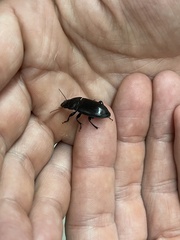 Xylopinus saperdoides