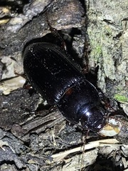 Harpalina
