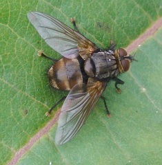 Nemoraea pellucida