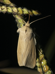 Noctuidae