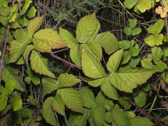 Rubus idaeus