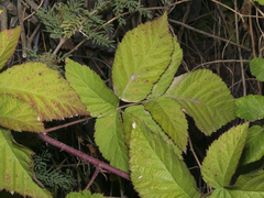 Rubus idaeus