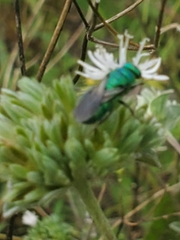 Chrysididae