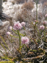 Sorocephalus lanatus