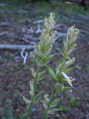 Oxytropis campestris