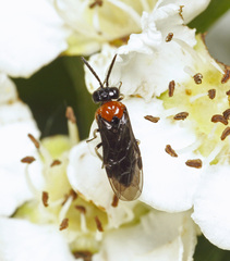 Eutomostethus ephippium