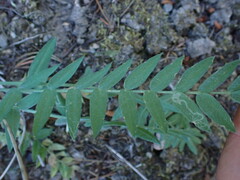 Oxytropis campestris