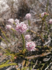 Sorocephalus lanatus