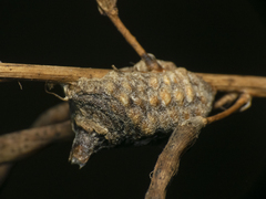 Coptopteryx gayi