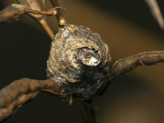Coptopteryx gayi