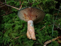 Lactarius semisanguifluus