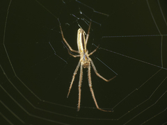 Tetragnatha