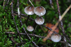 Mycena purpureofusca