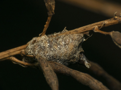 Coptopteryx gayi
