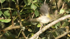 Phylloscopus ibericus
