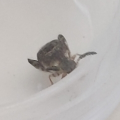 Penthobruchus germaini