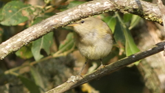 Phylloscopus ibericus