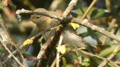 Phylloscopus ibericus
