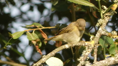 Phylloscopus ibericus