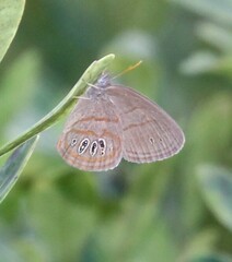 Neonympha areolatus