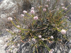 Sorocephalus lanatus