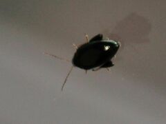 Psylliodes chrysocephala