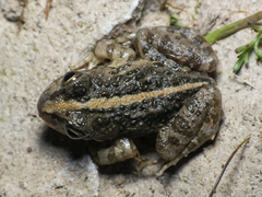 Pleurodema thaul