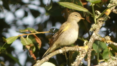 Phylloscopus ibericus