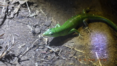Lamprolepis smaragdina
