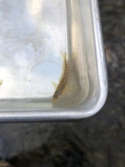 Etheostoma caeruleum