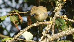 Phylloscopus ibericus