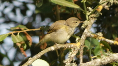 Phylloscopus ibericus
