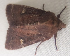 Apamea cogitata