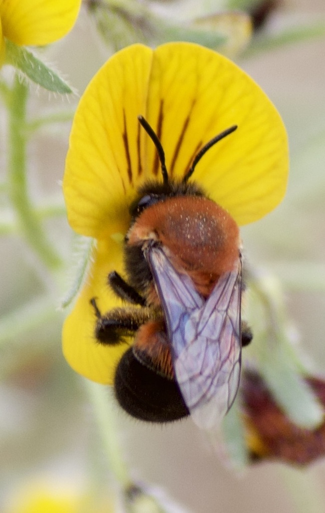 Colletes atripes