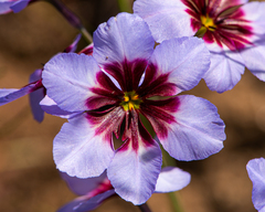 Leucocoryne purpurea